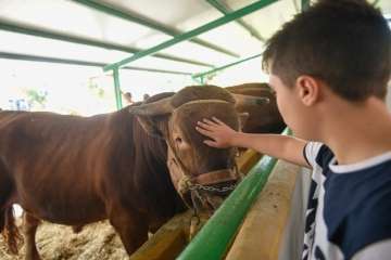 Más de 900 animales en la Feria de Ganado de Gran Canaria (Foto TA)
